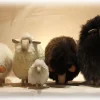 Meier Sheep Mouton 20cm – Tête Droite 8